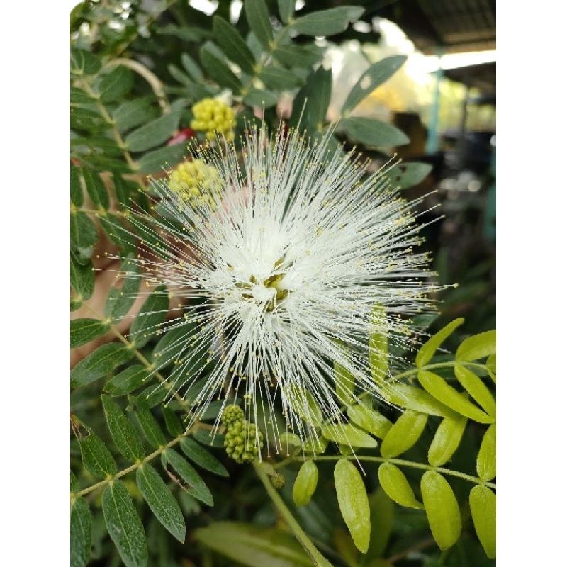 ต้นพู่นายพล พู่จอมพล สีขาว White Powder Puff White Powder Puff(กิ่งชำ) ไม้ประดับดอกสวย มีกลิ่นหอม ต้นแข็งแรงพร้อมปลูก