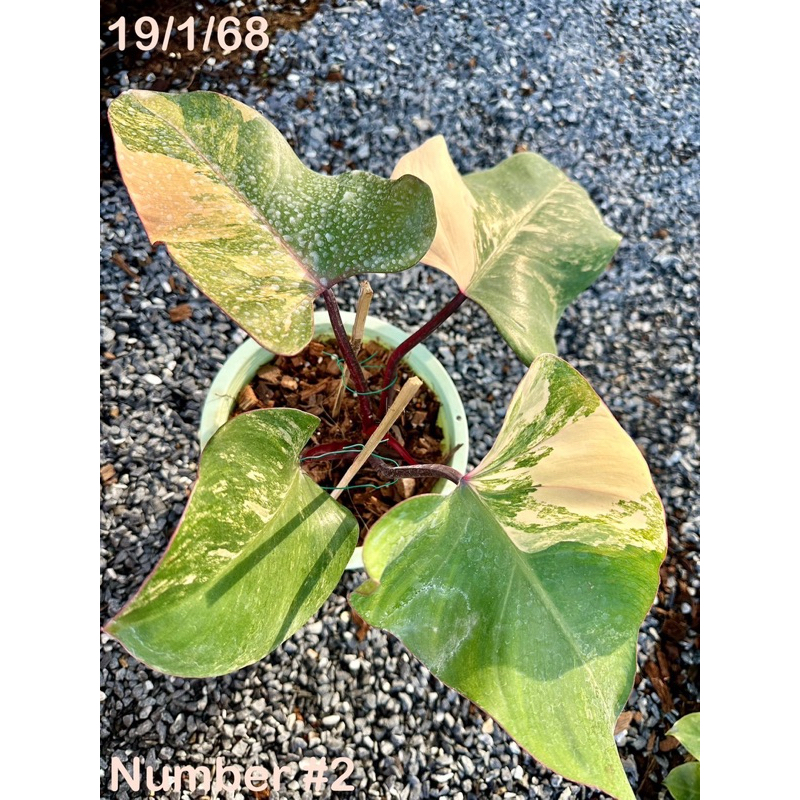 Philodendron Strawberry Shake ฟิโล สตอเบอร์รี่เชค | ต้นใหญ่แข็งแรง ด่างสีสวยทุกต้น Update 19-01-2568
