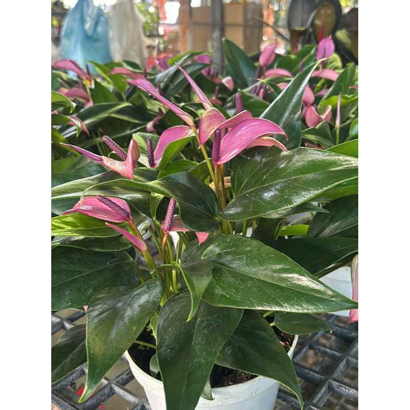 หน้าวัว zizou สีม่วงพาสเทลหน้าวัวพันธุ์แคระสีม่วงพาสเทล ดอกเรียว กอแน่น ดอกดก