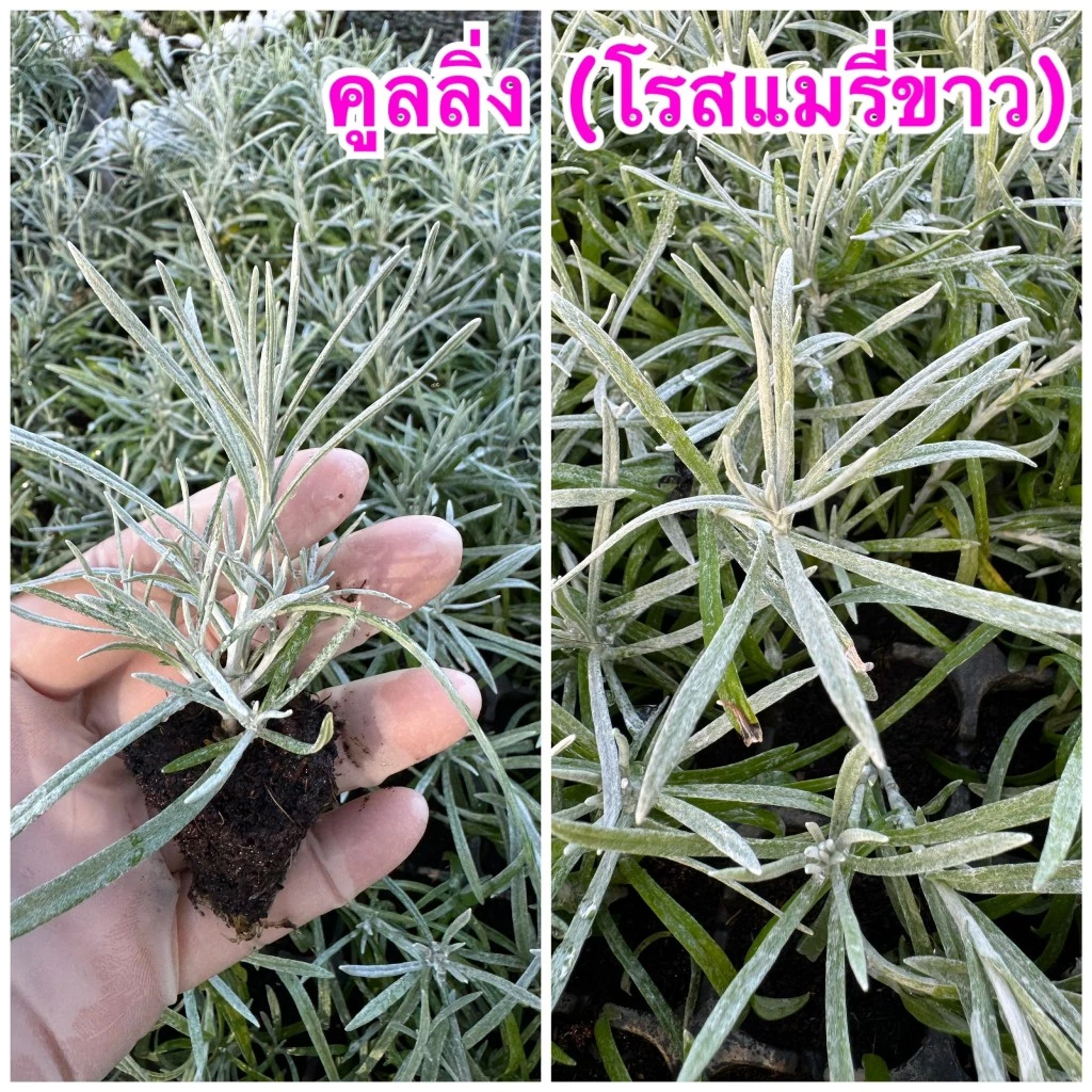🍃ต้นคูลลิ่ง🍃 (โรสแมรี่ขาว) สมุนไพรในตำนาน กิ่งปักชำมีรากพร้อมปลูก