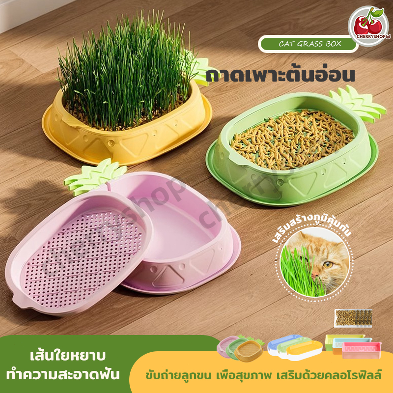 ชุดปลูกต้นอ่อนข้าวสาลี 2แถม1 (แถมเมล็ด1ซอง) ชุดปลูกหญ้าแมว หญ้าหมา หญ้ากระต่าย หญ้าหนู