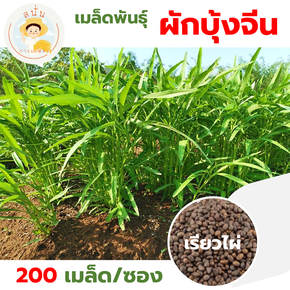 เมล็ดพันธุ์ ผักบุ้งจีน เรียวไผ่ ใบเรียวเล็ก ลำต้นตรง ไม่แตกแขนง ปลูกง่าย โตไว (1 ซอง 200 เมล็ด)