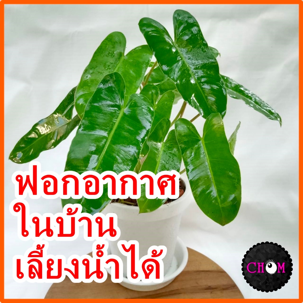 ฟิโลเดนดรอน มรกตเขียว🍃เลี้ยงในห้องน้ำได้ มาในกระถางพร้อมตั้ง