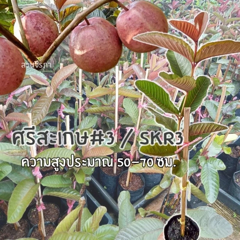 แดงศรีสะเกษ3 แท้100% ฝรั่งแดงศรีสะเกษเบอร์3ต้นเสียบยอดตอโอกินาว่าสูง50-70ซม.รับประกันสายพันธุ์100%