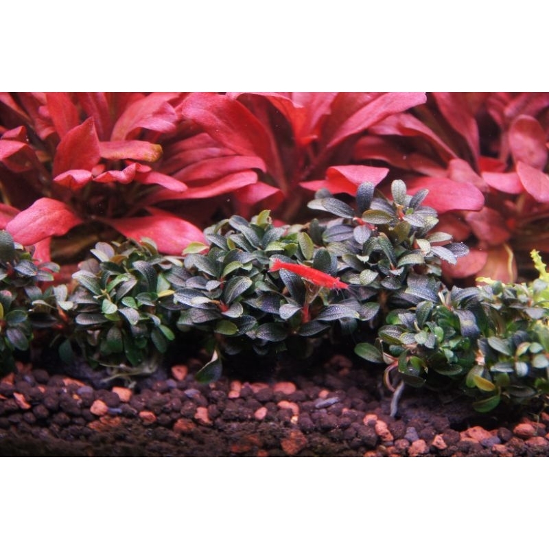 บูเซป น้องใหม่ตัวแรร์ Bucephalandra kedakang "mini round"