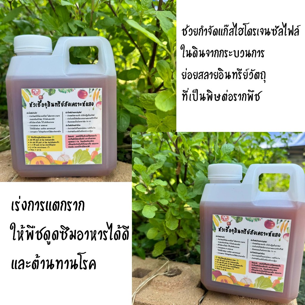 จุลินทรีย์สังเคราะห์แสง ขนาด1ลิตร ใช้บำรุงพืชผัก ปรับสภาพดิน บำบัดน้ำ บ่อปลา ดับกลิ่น ราคา ถูกที่สุด ดีลบีเคเค แกลเลอรีภาพที่ 3