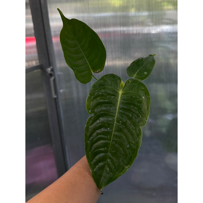 Anthurium veitchii king narrow คิง