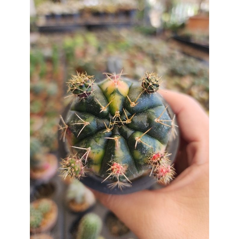 กระบองเพชร แคคตัส Gymnocalycium Damsii f. Variegata ยิมโนแดมสิไอด่าง