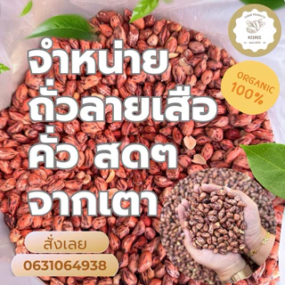 KeeRee ถั่วลายเสือ 500 กรัม (คัดเกรดพิเศษ) จากโรงคั่วถั่ว ท่าโป่งแดง จังหวัดแม่ฮ่องสอน