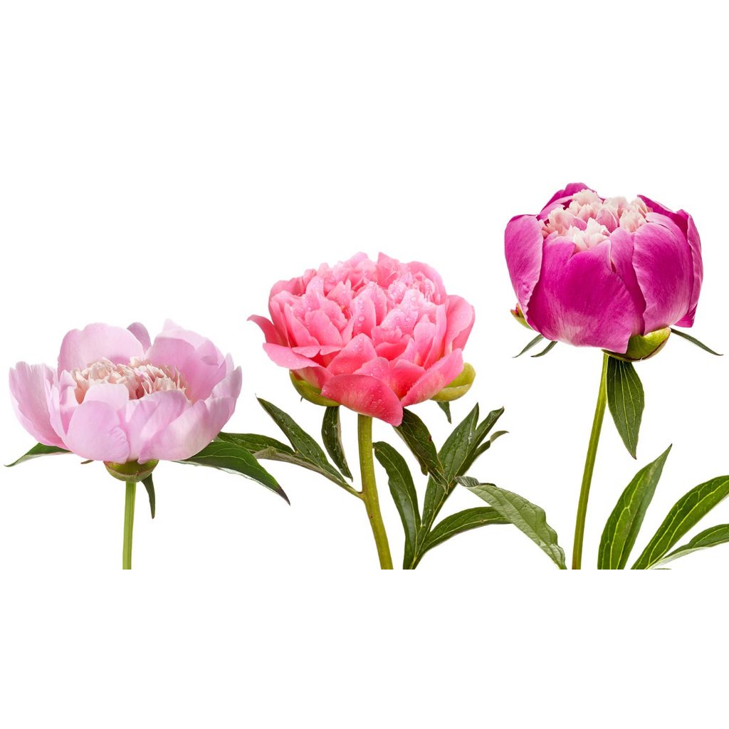 【MILBON】แชมพูทรีทเมนต์ Heat Gloss series เจมีล ฟราน เอส เอ็ม เจ ขนาด 1,000 มล. แบบเติม【ตรงจากประเทศญี่ปุ่น】