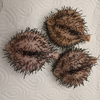 ทุเรียนมีขน สกุชชี่นุ่มนิ่ม ของเล่นถอนขนคุด