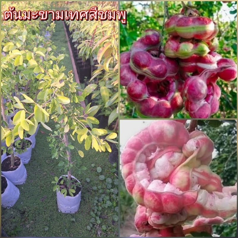 ต้นมะขามเทศ พันธุ์สีชมพู ฝักใหญ่ เนื้อหวานมัน พันธุ์แท้ปลูก1ปีติดฝัก