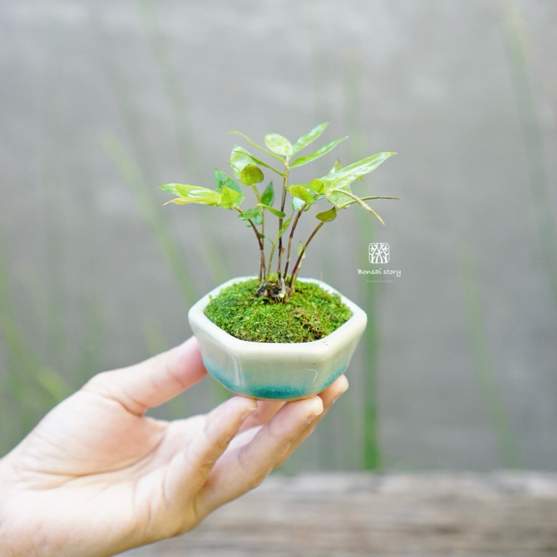 𝑩𝒐𝒏𝒔𝒂𝒊𝒔𝒕𝒐𝒓𝒚 | บอนไซจิ๋ว ไผ่ดำแคระ ༘* ◝｡ ((พร้อมส่ง )) มีวิธีการดูแล+ปุ๋ยแถมไปให้ค่ะ