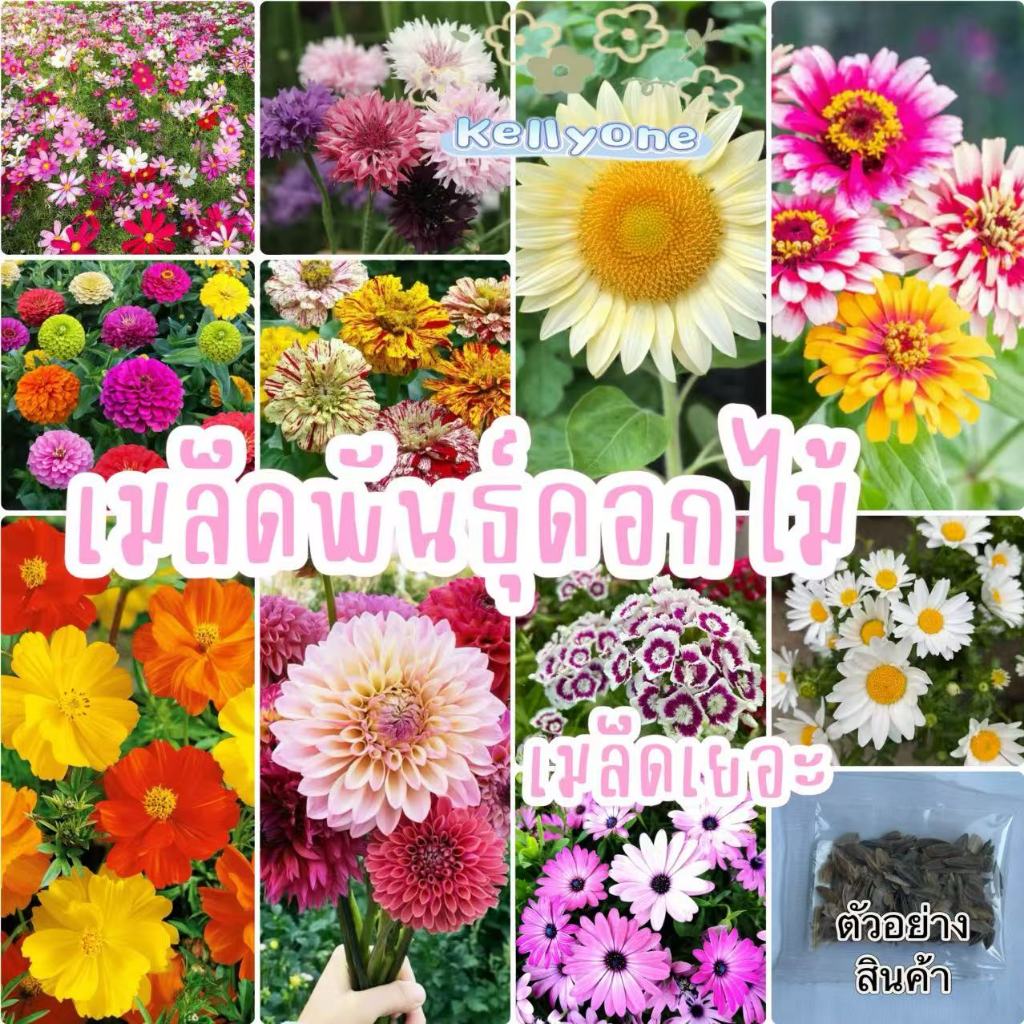 เมล็ดพันธุ์​ดอกไม้ นานาชนิด เมล็ดเยอะราคาถูก เหมาะสำหรับบ้านและสวนขนาดเล็ก