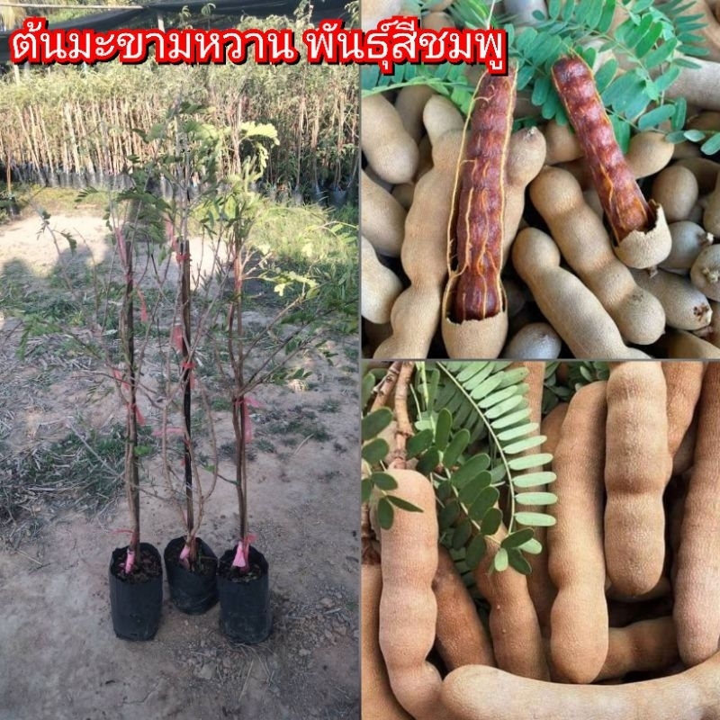 ต้นมะขามหวาน พันธุ์สีชมพู กิ่งทาบ มีเนื้อเหนียวนุ่ม รสชาติกลมกล่อม ดีเนื้อแน่น หวาน ลักษณะฝักเหยียดตรง