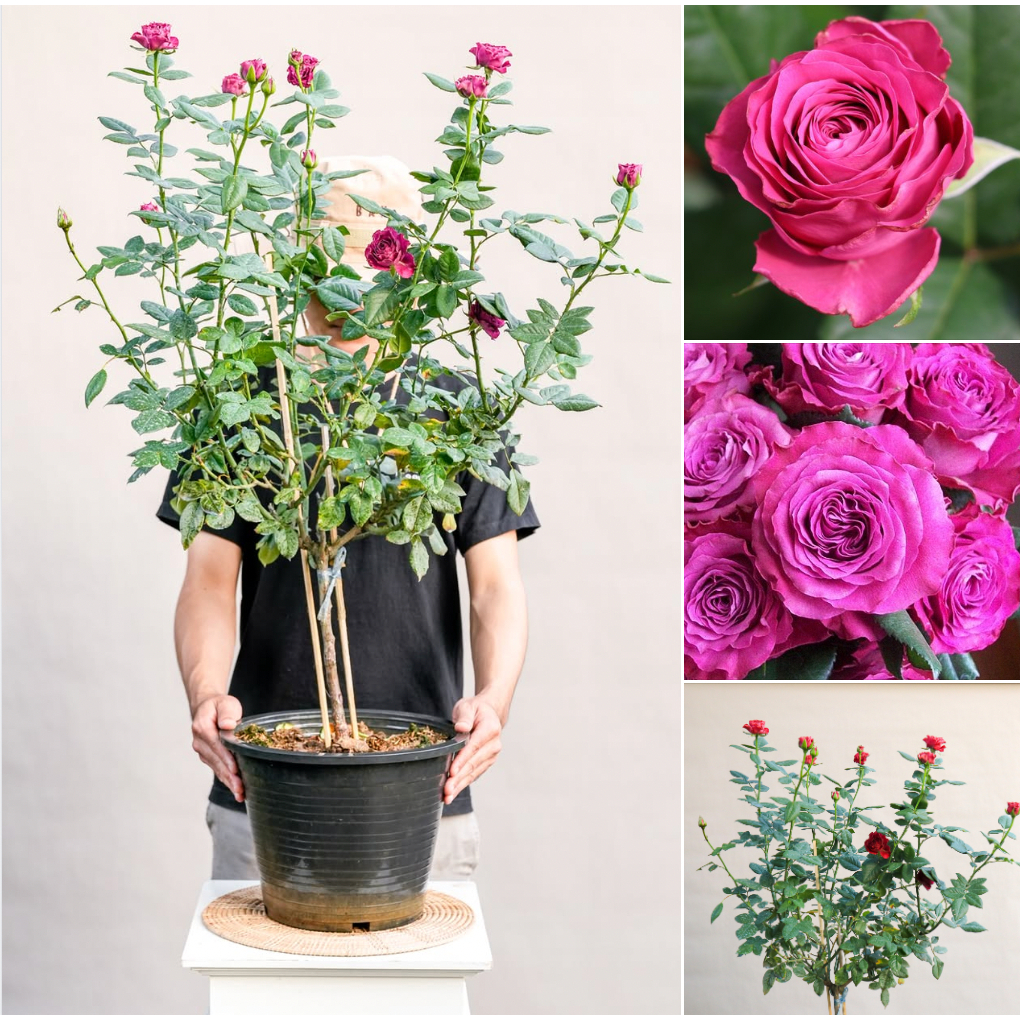 รูปภาพ 3