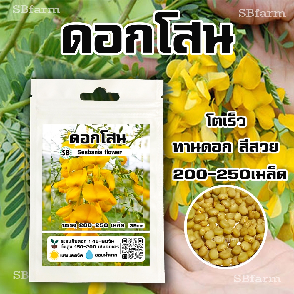 เมล็ดดอกโสน - กินดี/สีเหลืองสวย [บรรจุ 200-250 เมล็ด/ซอง]