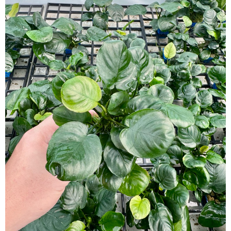 อนูเบียสนานาใบกลม (Anubias nana) ใบบกเลี้ยงชื้น ขายเป็นพอท