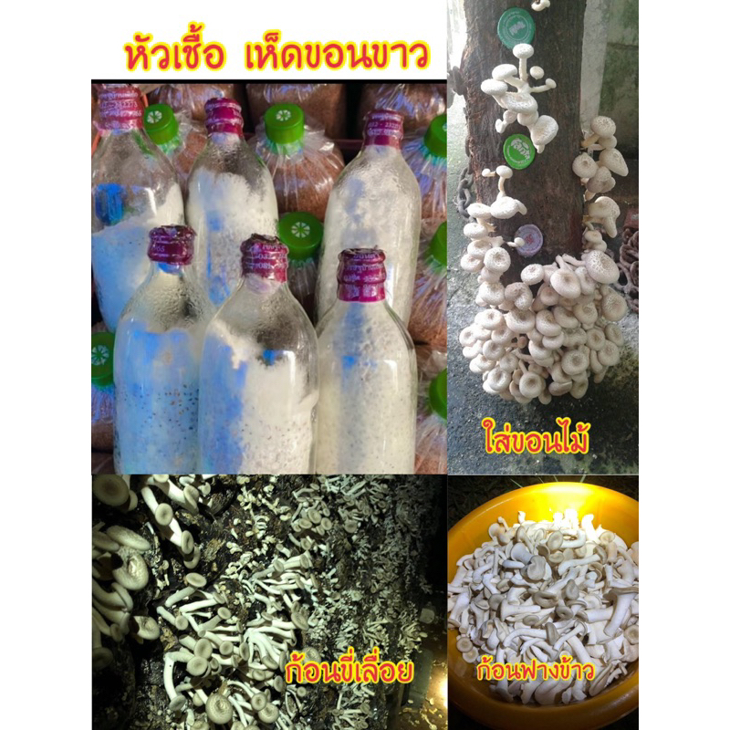 เชื้อเห็ดขอนขาว3ขวด เพาะใส่ขอนไม้ ก้อนขี้เลื่อย ก้อนฟาง เชื้อดี