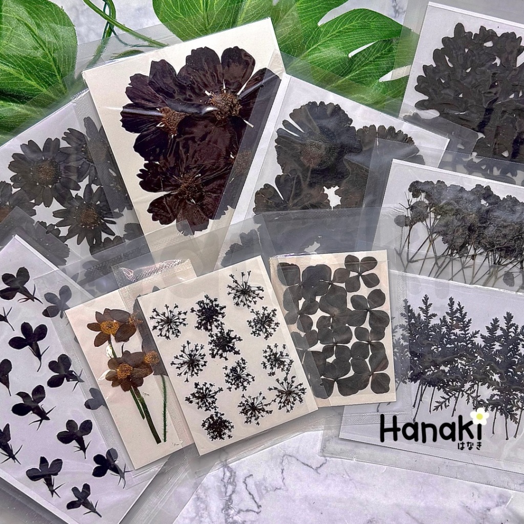 【พร้อมส่ง】ดอกสีดำทับแห้ง Black flower ดอกไม้จริงทับแห้ง ดอกไม้ทับแห้ง Preserved Flowers💐