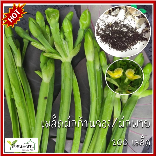 200 เมล็ด ผักก้านจอง เมล็ดผักก้านจอง ผักพายใหญ่ เมล็ดผักพายใหญ่