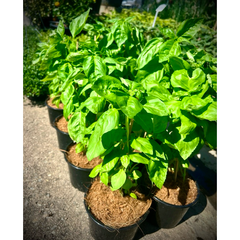 Sweet Basil โหระพาฝรั่ง สมุนไพรฝรั่ง ผักสวนครัวประจำบ้าน