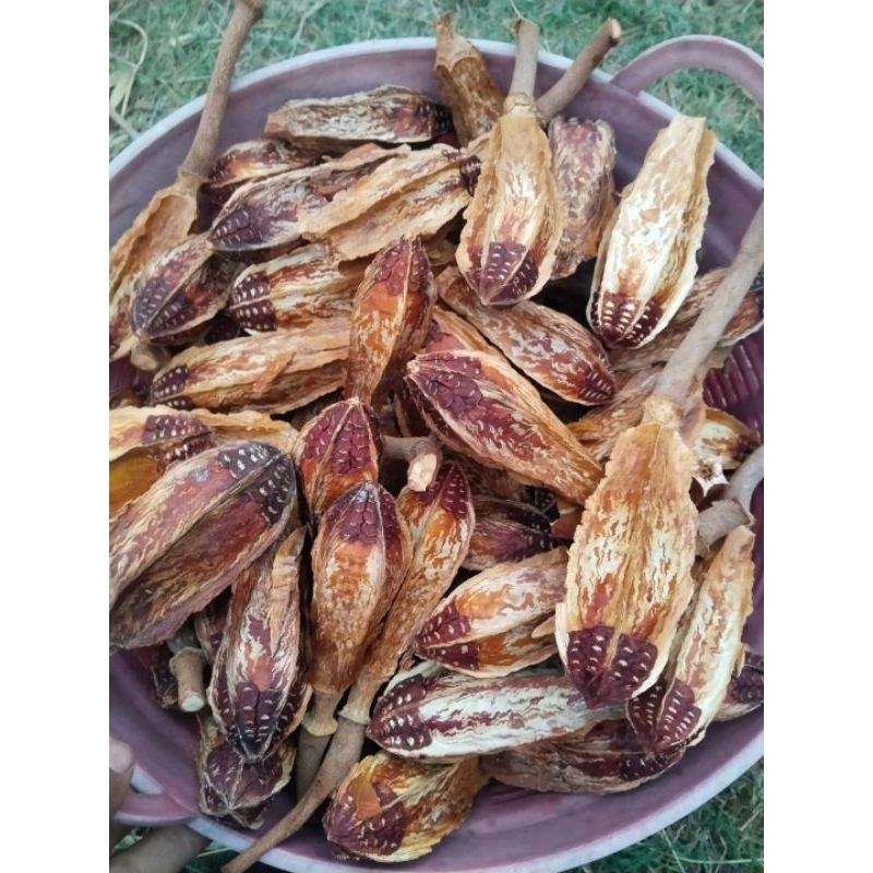 แกนผลมะฮอกกานี 1 ชุด 50 อัน 100 บาท(สำหรับงานประดิษฐ์)