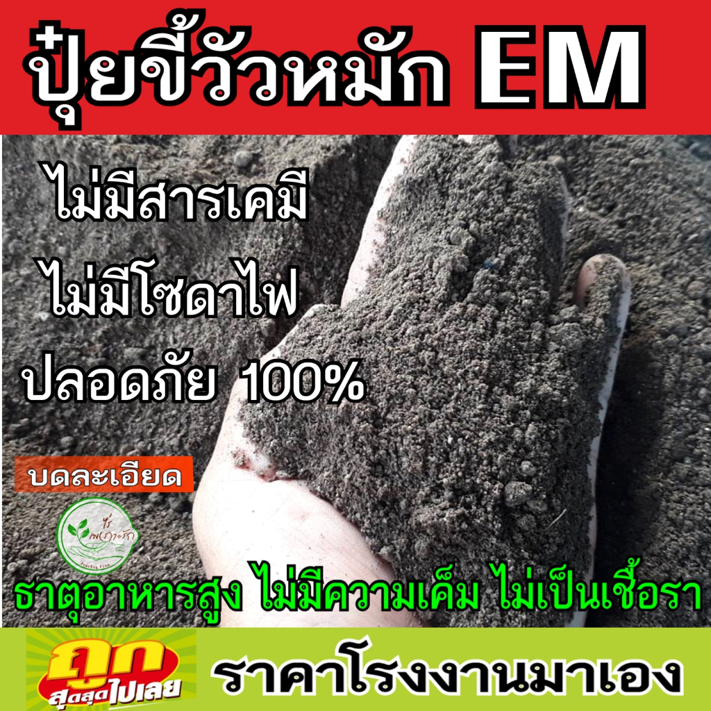 ขี้วัวหมัก EM บดละเอียดพร้อมใช้ ผสมไตรโครเดอร์ม่าป้องกันโรคพืช โลละ 11 บาท ขี้วัว หมัก EM ปุ๋ยคอก​ มูลวัว ปุ๋ยหมัก