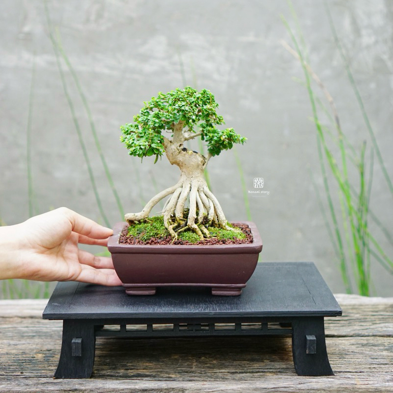 𝑩𝒐𝒏𝒔𝒂𝒊𝒔𝒕𝒐𝒓𝒚 | บอนไซ เพรมน่าไต้หวัน Premna Taiwan บอนไซจิ๋ว ((พร้อมส่ง )) มีวิธีการดูแลให้