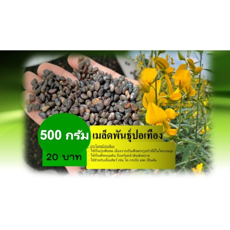 เมล็ดพันธุ์ปอเทือง 500 กรัม