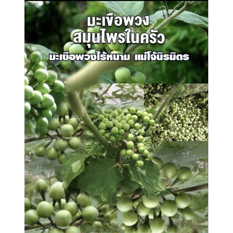 เมล็ดพันธุ์มะเขือพวงไร้หนาม"แม่โจ้นิรมิตร"สายพันธุ์แท้ ชุด100+เมล็ด