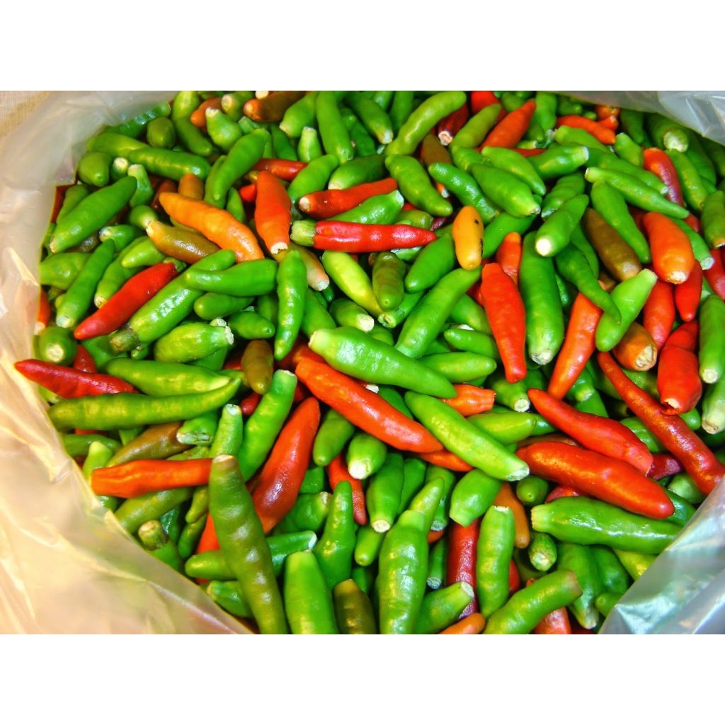 ต้นพันธุ์ พริกขี้หนู พร้อมปลุกในถุงดำละ 29บาท ต้นโต พร้อมออกลูก พริกขี้หนู หอม ทำอาหารอร่อย Chilli Pepper - Birds Eye