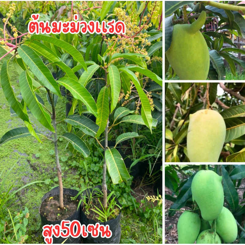 ต้นมะม่วงเเรด เสียบยอด สูง50เซนครับ พร้อมส่งครับบบ