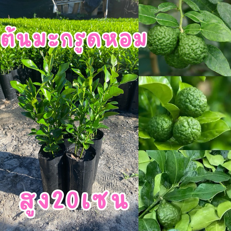 ต้นมะกรูดหอม ❗️10แถม2❗️ขั่นต่ำ2ต้นขึ้นไป(ต้นละ20)พร้อมส่งต้นสวยแข็งแรง