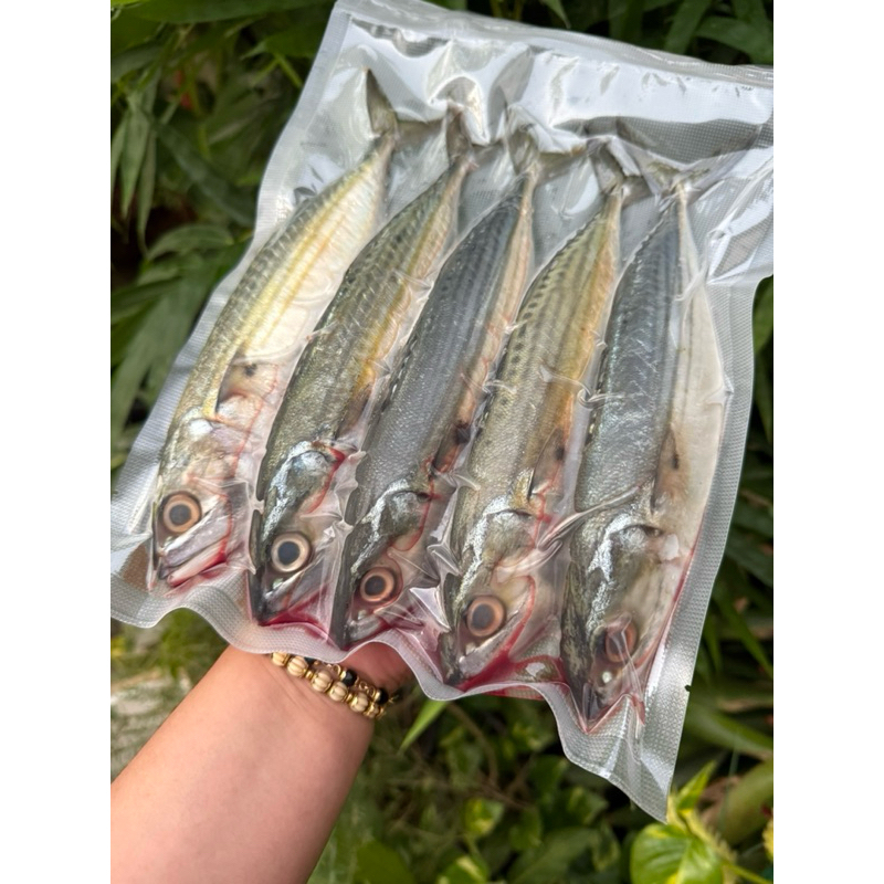 ปลาทูสดไซส์ใหญ่ 5-6 ตัวโล สดใหม่ทุกวัน - รูปที่ 2