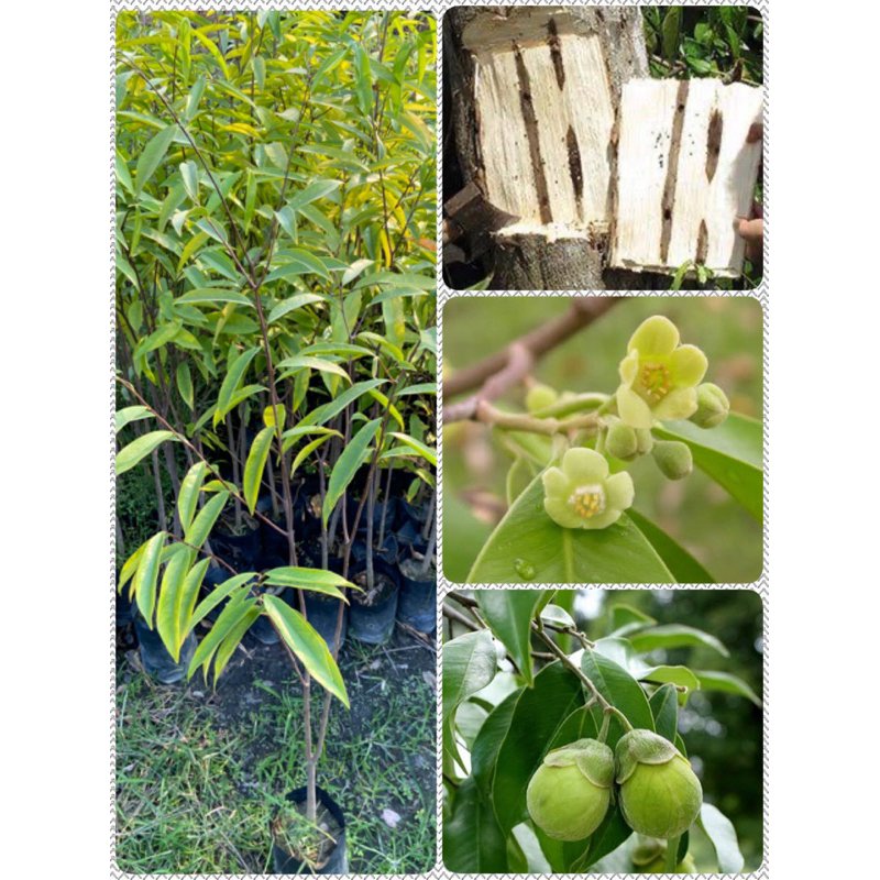 ต้นกฤษณา ไม้หอม ไม้เศรษฐกิจ (สูง 80-100cm)