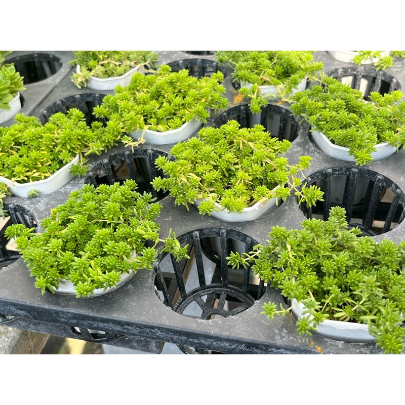 Sedum sexangulare (Tasteless stonecrop) กุหลาบหินไม้อวบน้ำขนาด 2 นิ้ว - รูปที่ 5