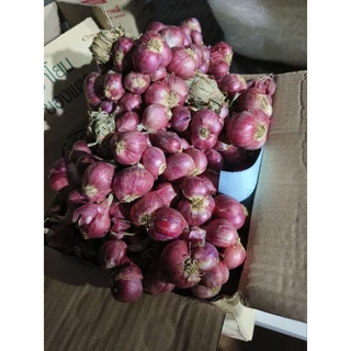 #ส่งฟรี 🔥ใหม่หอมแดงจุก สดใหม่ เม็ดโต คุณภาพดี หอมใหม่ปี68 🔥