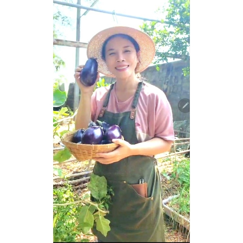 เมล็ดมะเขือม่วง Black Beauty Eggplant Seed ของเเท้ 100% 1 ถุง บรรจุ 20 เมล็ด