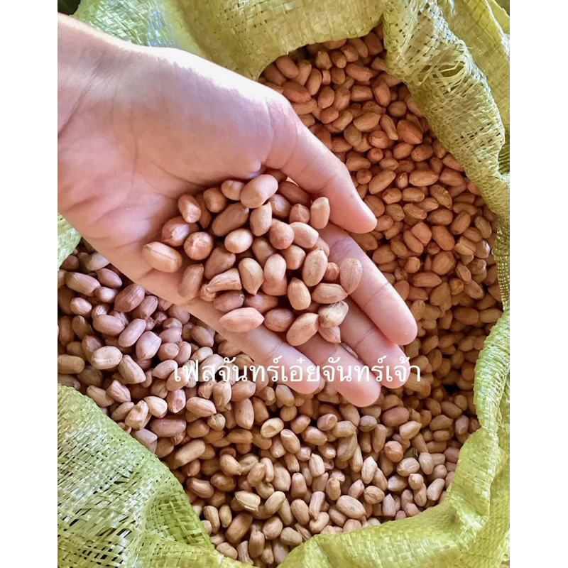 พันธุ์ถั่วไทนาน9 แห้งแกะเปลือก งอกดีมาก 500g/1 kg