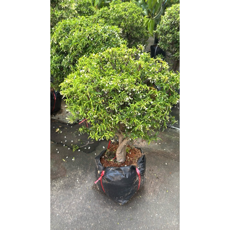 ต้นโมก ต้นไม้มงคลต้นโมก เวียดนามตอสวย (Moke) Wrightia religiosa Benth ส่งกลิ่นหอมเย็น น่าปลูกจัดสวน  ลำต้นอวบแบบบอนไซ