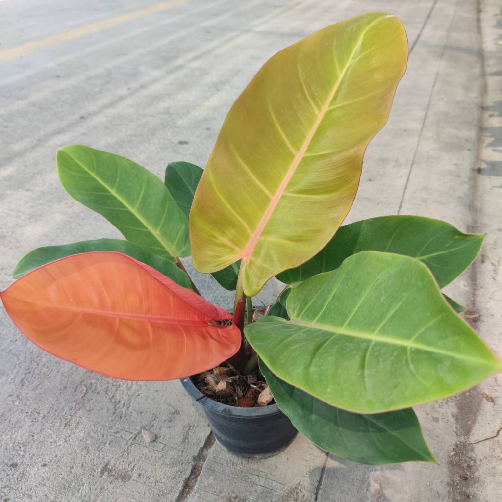 กุมารแดงเรียกทรัพย์ ไม้มงคล Philodendron melinonii ghost