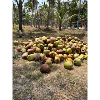 มะพร้าวทึนทึกอ่อน สำหรับทำขนม 🥥 🌴บางสะพาน-ทับสะแก (1-1.5 กิโลกรัม/ลูก) สดใหม่จากสวน