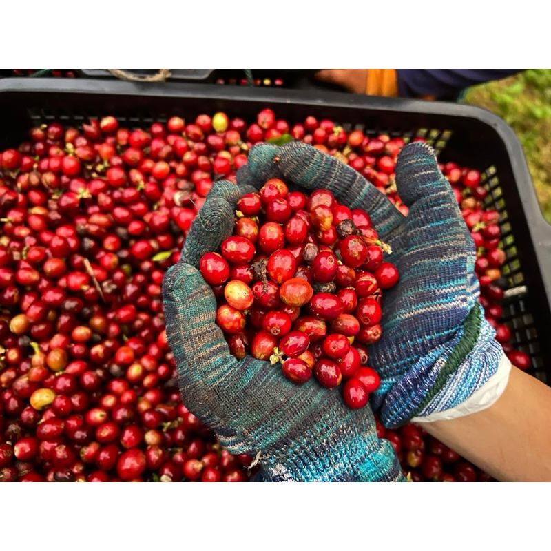 เมล็ดกาแฟสูตรผสมอาราบิก้าโรบัสต้า-คั่วเข้ม สูตร DB 1 กิโลกรัม(500 กรัม จำนวน 2 ถุง) รูปที่ 4