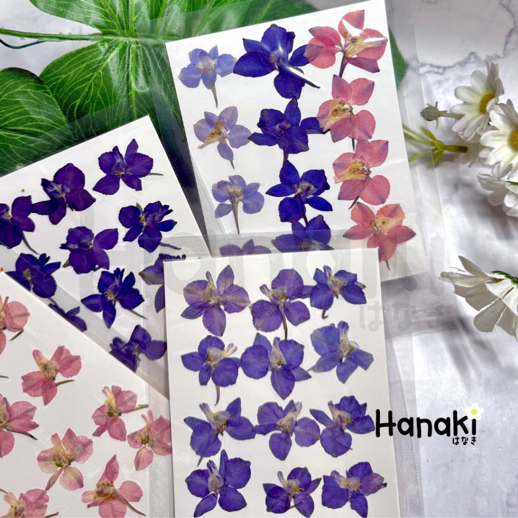 【พร้อมส่ง】ดอกเดลฟินเนียมขนาด 2-3cm (Delphinium) ดอกไม้จริงทับแห้ง ดอกไม้ทับแห้ง Pressed Flowers💐 SPUเดลฟิ