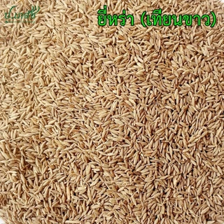 ยี่หร่า [50 / 100 กรัม] เทียนขาว ยี่หร่าแห้ง เมล็ดยี่หร่า Cumin Seeds