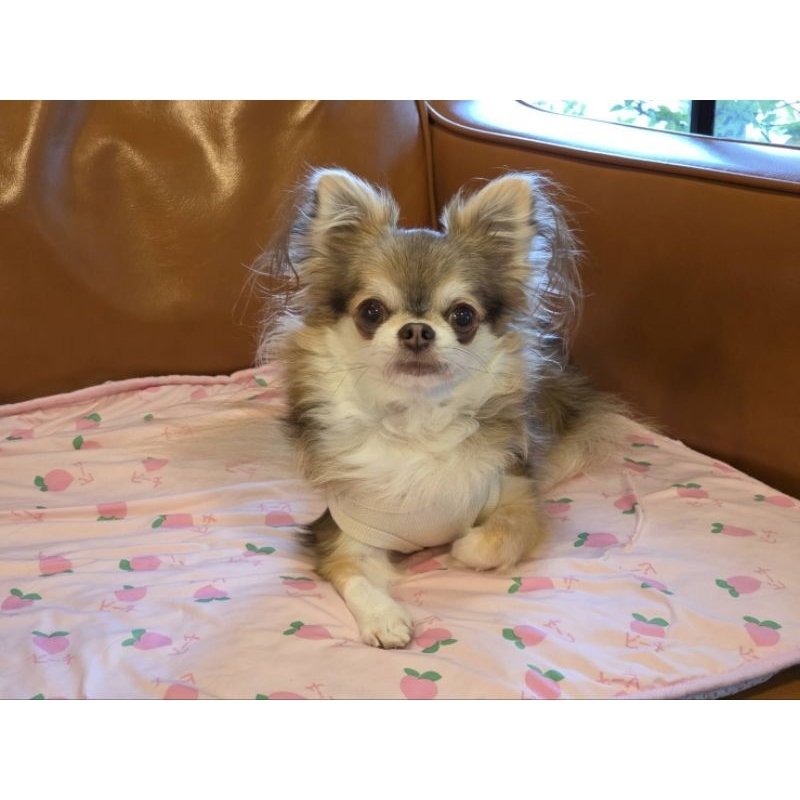 🌈Pet Coolmat แผ่นนาโน🌈 ที่นอนเย็น ไม่แอร์ก็เย็น ไม่ต้องแช่ตู่เย็น ที่นอนสัตว์เลี้ยง เบาะนอนเย็น ที่นอนสุนัข แผ่นเย็นแมว รูปที่ 7