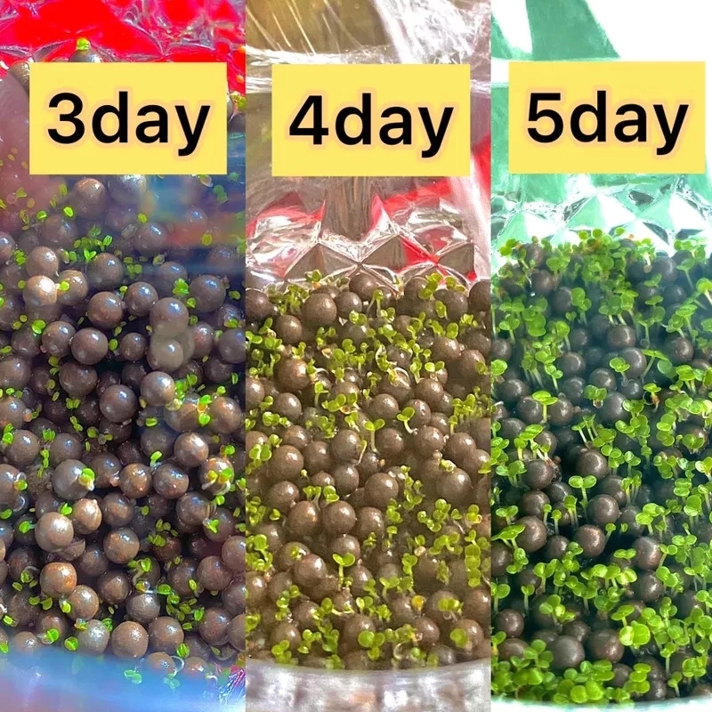 ดินปลูกไม้น้ำ เมล็ดไม้น้ำ ดินไม้น้ำ ดินใส่ตู้ปลา น้ำไม่ขุ่น ดินอุดมสมบูรณ์ ปลอดภัยต่อสัตว์น้ำ - รูปที่ 3