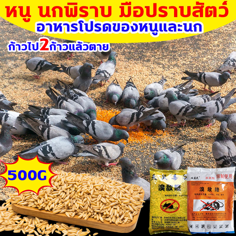 NEWได้ผล ยาเบื่อ นกพิราบ ยากำจัดนกพิราบ ยาเบื่อนก ไล่นก ก้อนไล่นก กำจัดนก เหยื่อกำจัดนกพิราบ เบื่อนกพิราบ ยาฆ่านกพิรา