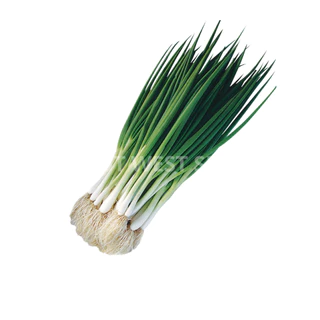 ศรแดง เมล็ดพันธุ์ต้นหอม พันธุ์หอม (East-West Seed) เมล็ดพันธุ์ ผักสวนครัว ตราศรแดง